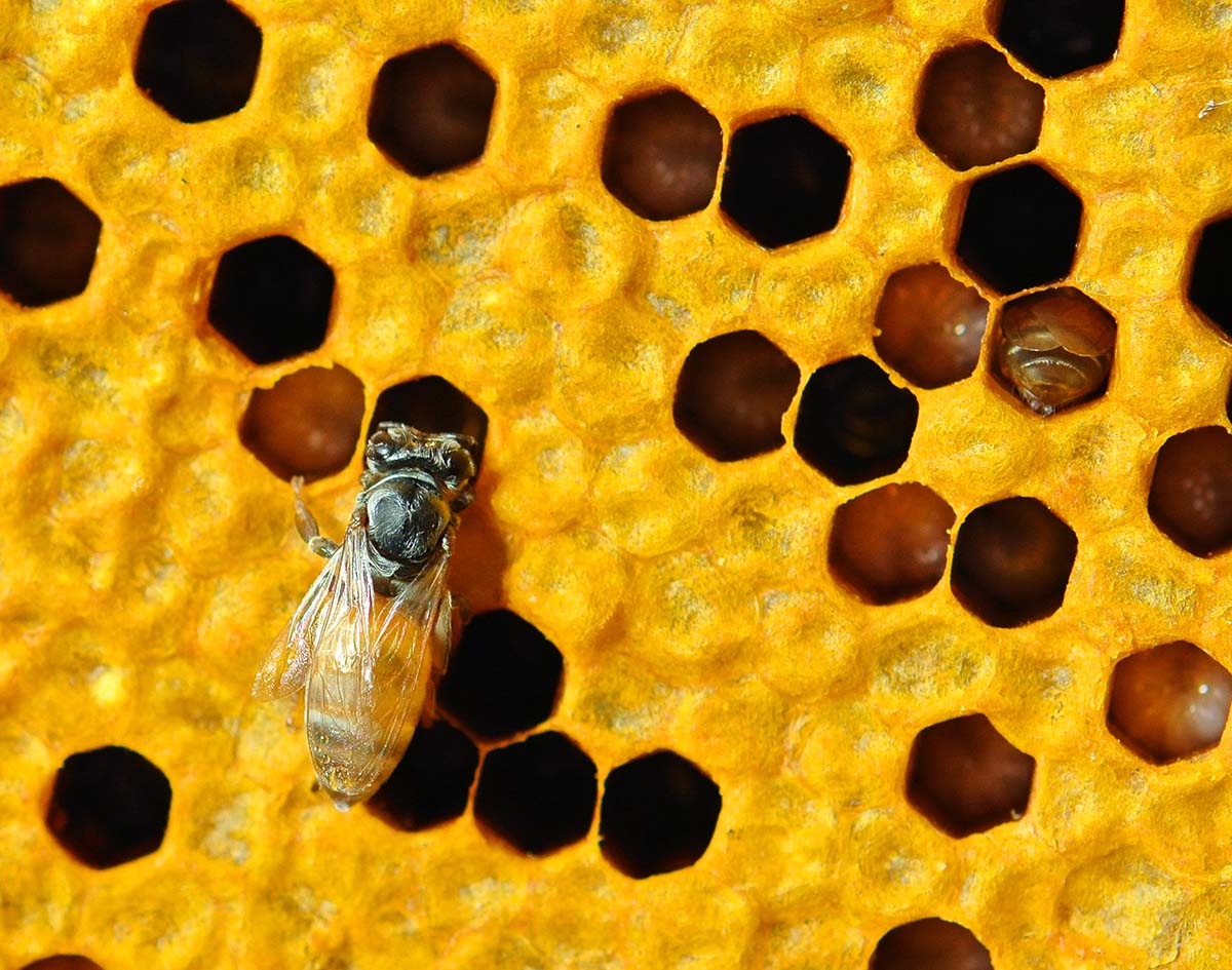 close-up-view-of-the-working-bees-on-honeycells-T368DB7.jpg